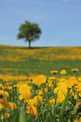 Löwenzahn mit Baum im Hintergrund