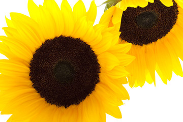 Sonnenblume vor weissem Hintergrund