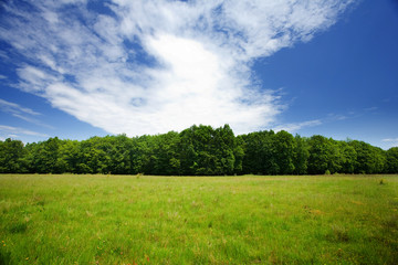 Fototapeta na wymiar Meadow and forest