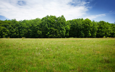 Meadow and forest