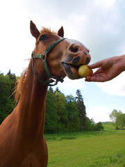 Pferd frisst Apfel