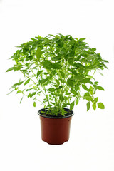 Fototapeta premium Pot de basilic