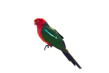 Foto op Canvas King parrot isolated on white © Andre D