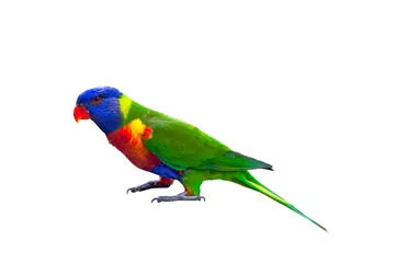 Foto op Canvas Rainbow lorikeet isolated on white © Andre D