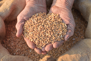 Wheat and hands of the old farmer