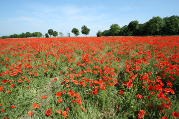 Champ de coquelicot,Somme