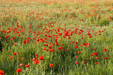 poppies field