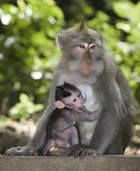 nursing baby monkey