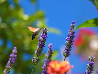 Bumble bee feeding