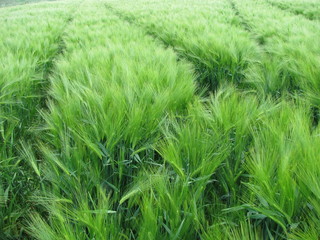 grün ist wundervoll