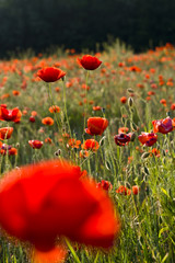Fototapeta premium poppies field