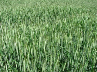 Ein Bett im Kornfeld