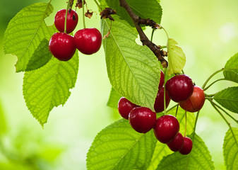 Branch of cherries