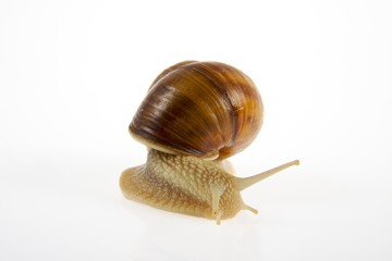 Weinbergschnecke