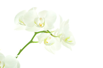 White orchid on white.