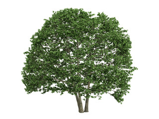 Alder_(Alnus)