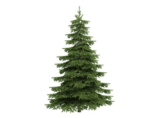 Fototapeta premium Spruce (Picea)