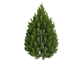 Pine (Pinus leucodermis)