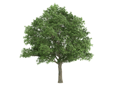 Oak_(Quercus_robur)