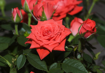 red roses in the garden