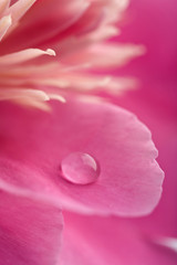 pink peony flower with water droplet