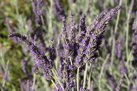Collecting lavender