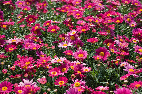 Texture fiori
