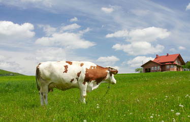 Cow on the Field
