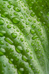 fresh green leaf with water droplets