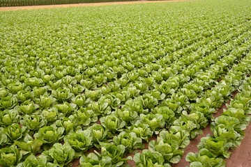 Cabbage fields, rows of vegetable food