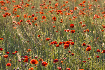 poppies field