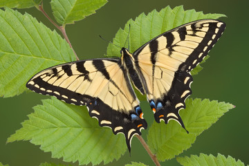 Swallowtail in spring
