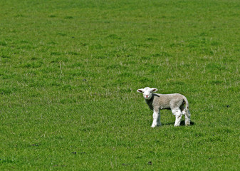 Obraz premium green meadow