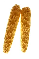 Corn cobs in yellow color