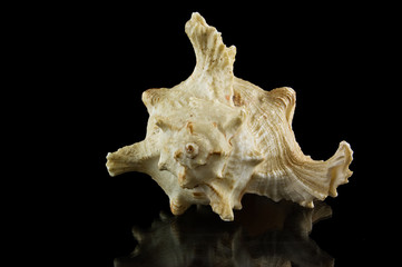 Sea shell