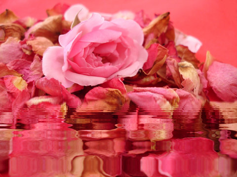 bain de roses