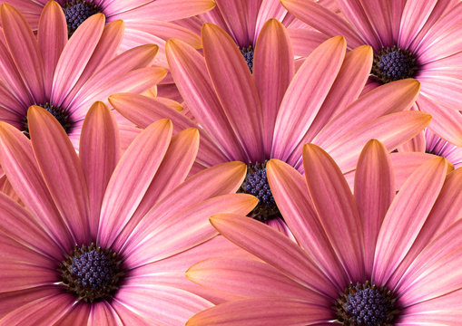 Osteospermum