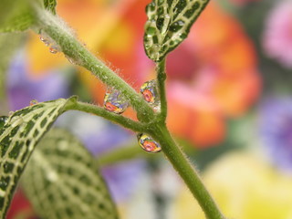 Water Drops Reflecting Flowers