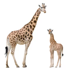 Wall murals Giraffe Giraffe mother and baby