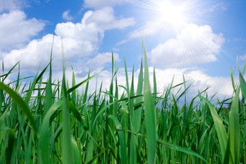 Obraz premium Young green grass