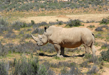 Big Wild RHINO