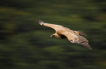 vautour oiseau rapace vol proie mort plume bec manger
