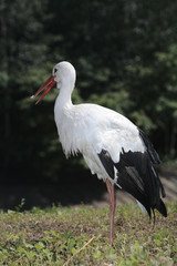 alone stork on the lake