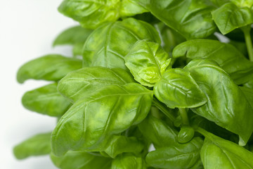 green basil