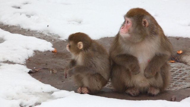 monkey parent with child