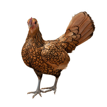 Gold Laced Sebright Chicken