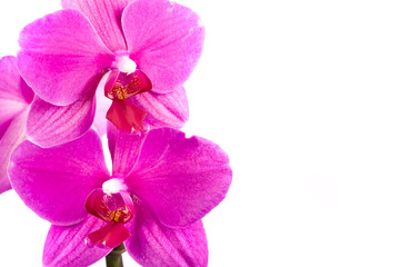 orchid