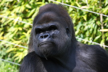 Gorilla Portrait