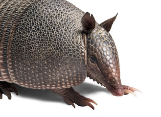 Armadillo