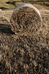 vintage composition with one Roll of hay